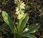 Orchis pallens