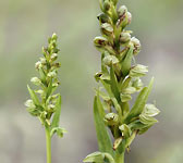 Dactylorhiza viridis