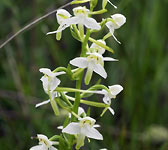 Platanthera chlorantha