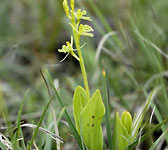 Liparis loeselii