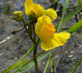 Utricularia australis