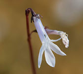 Lobelia dortmanna