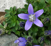 Campanula cenisia