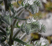 Echium italicum