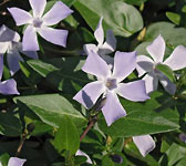 Vinca difformis