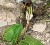 Arisarum vulgare