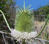 Dipsacus sativus