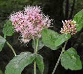 Eupatorium cannabinum subsp. corsicum