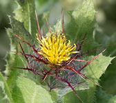 Centaurea benedicta