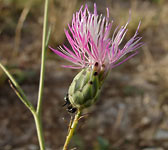 Centaurea salmantica