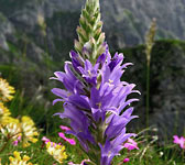 Campanula spicata