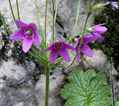 Primula matthioli