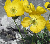 Papaver aurantiacum