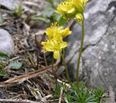 Draba aizoides