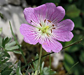 Geranium argenteum