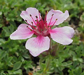 Potentilla nitida