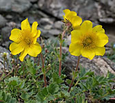 Geum reptans