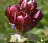 Gentiana purpurea