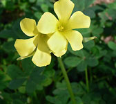 Oxalis pes-caprae