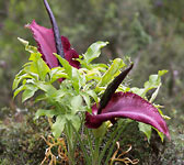 Arum dracunculus