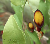 Aristolochia sempervirens