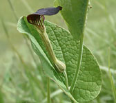 Aristolochia rotunda