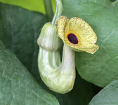 Aristolochia macrophylla