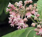 Asclepias syriaca