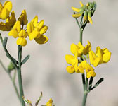 Coronilla juncea