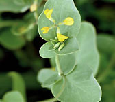 Coronilla scorpioides