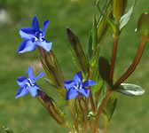 Gentiana nivalis