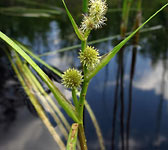 Sparganium angustifolium