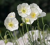 Papaver alpinum