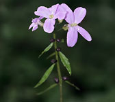 Cardamine bulbifera