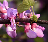 Cercis siliquastrum