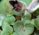 Asarum europaeum