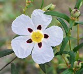 Cistus ladanifer