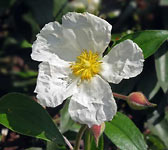 Cistus laurifolius