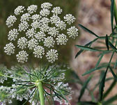 Ammi majus