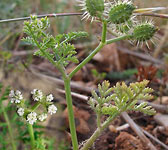 Caucalis platycarpos