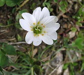 Cerastium cerastoides