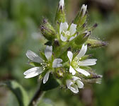 Cerastium glomeratum