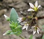 Holosteum umbellatum