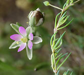 Spergularia marina