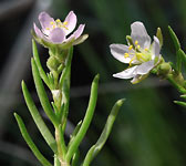 Spergularia media