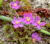 Spergularia rupicola