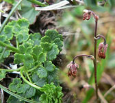 Thalictrum alpinum