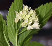 Cardamine enneaphyllos