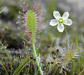 Drosera anglica