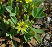 Sibbaldia procumbens